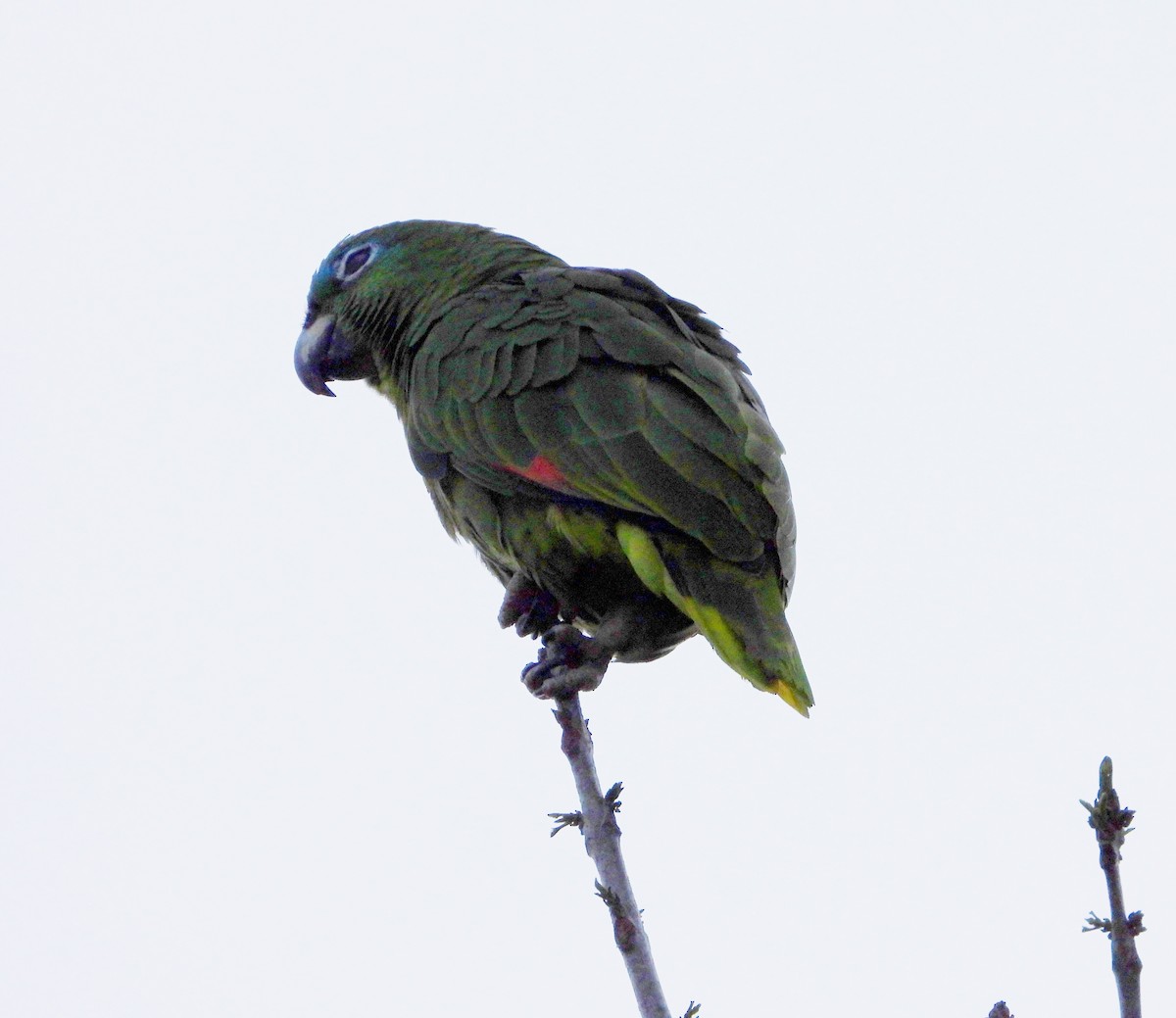 Orange-winged Parrot - Manuel Pérez R.