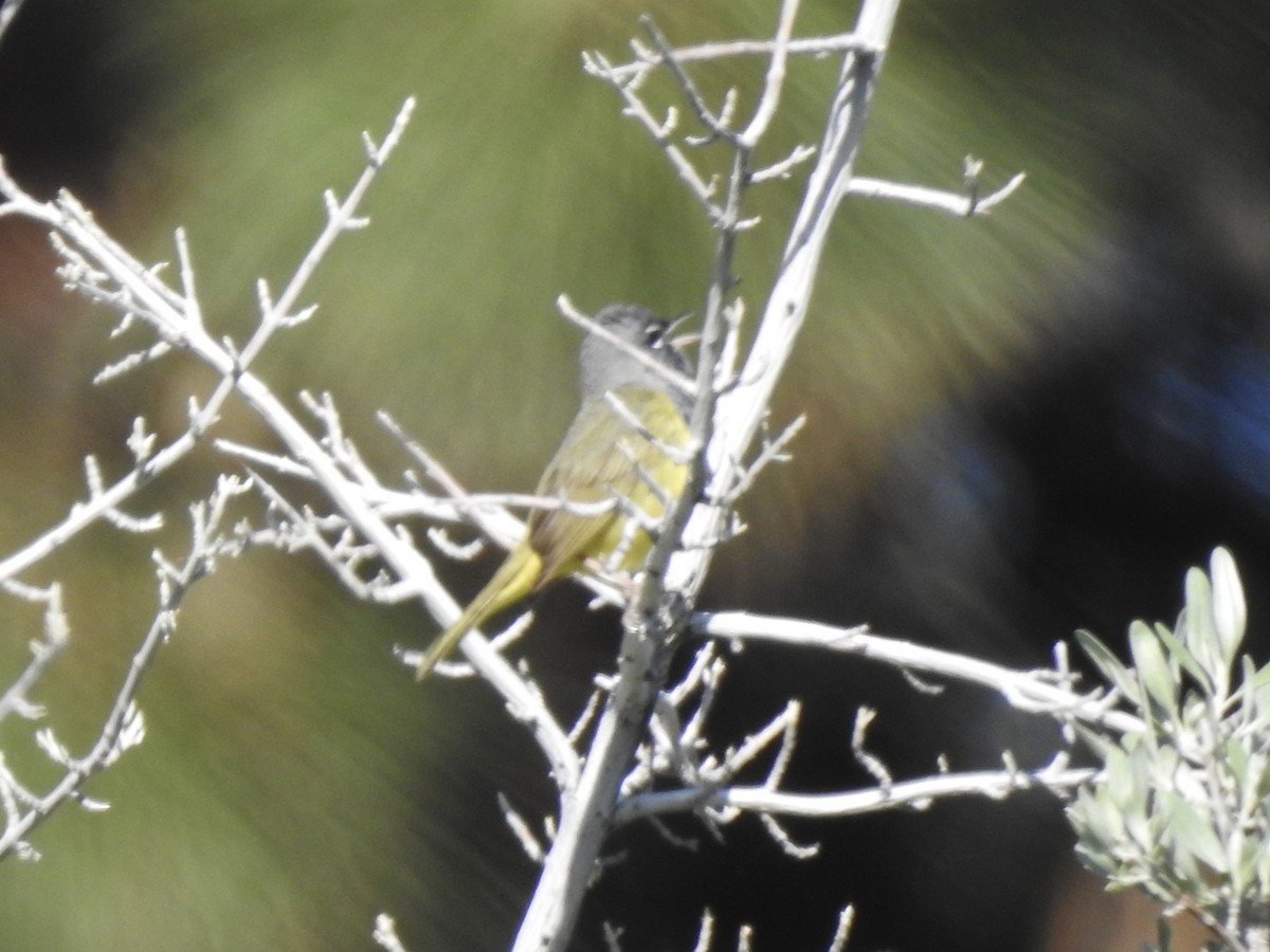 MacGillivray's Warbler - Victoria Vosburg