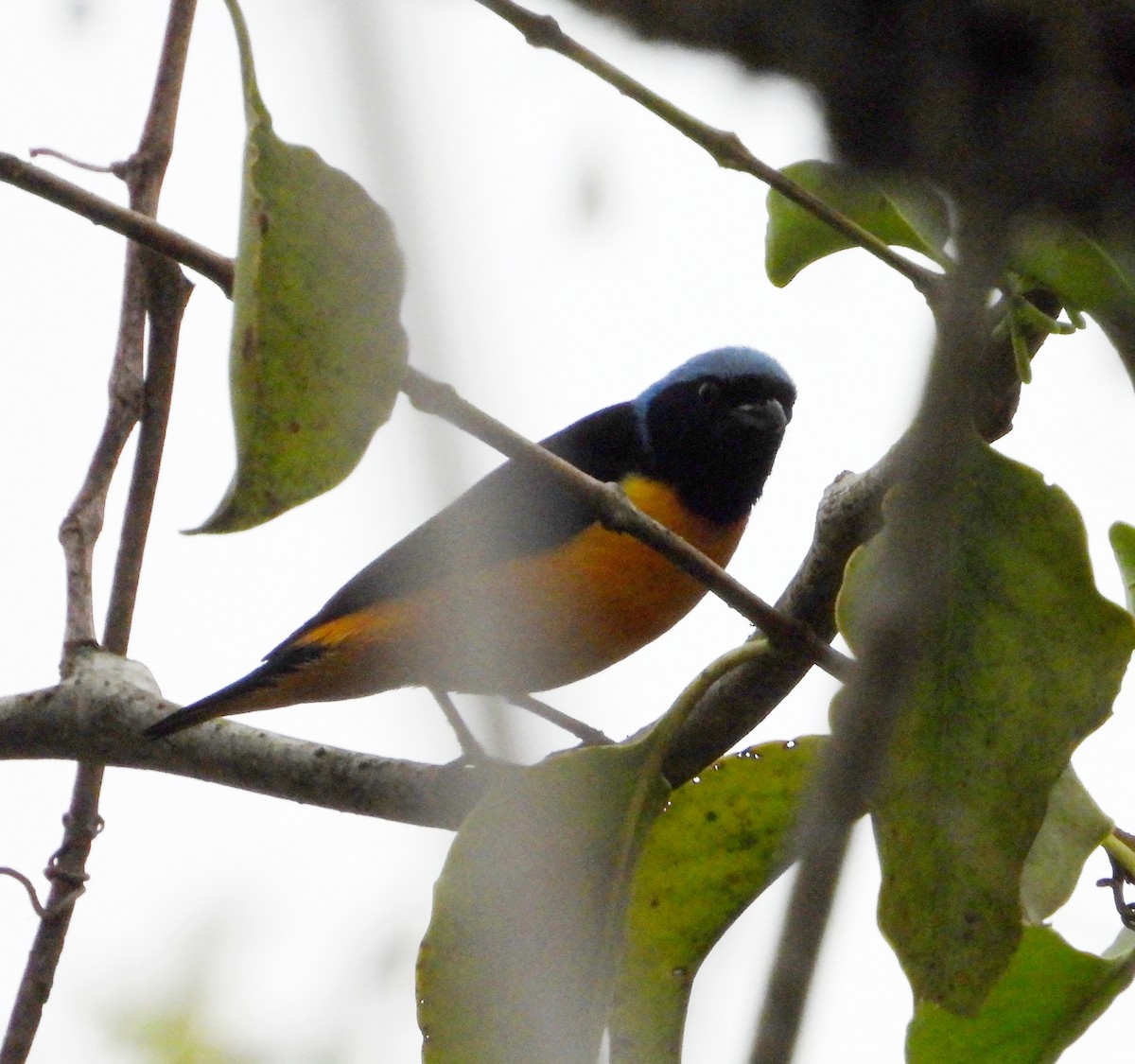 Golden-rumped Euphonia - Manuel Pérez R.