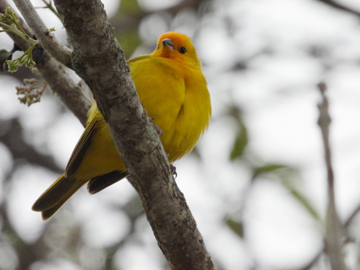 Saffron Finch - Manuel Pérez R.