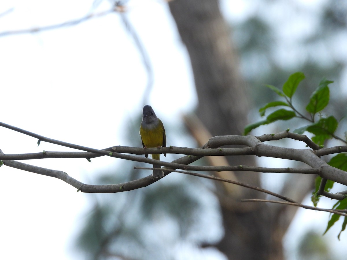 Gray-headed Canary-Flycatcher - Veda Nadendla