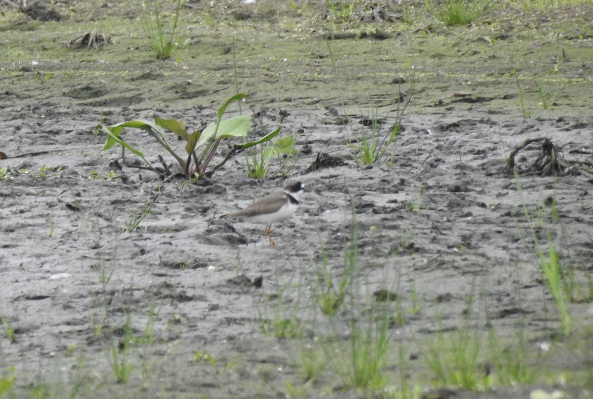 Semipalmated Plover - Cat Abbott