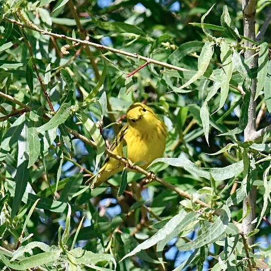 Yellow Warbler - ML619351211