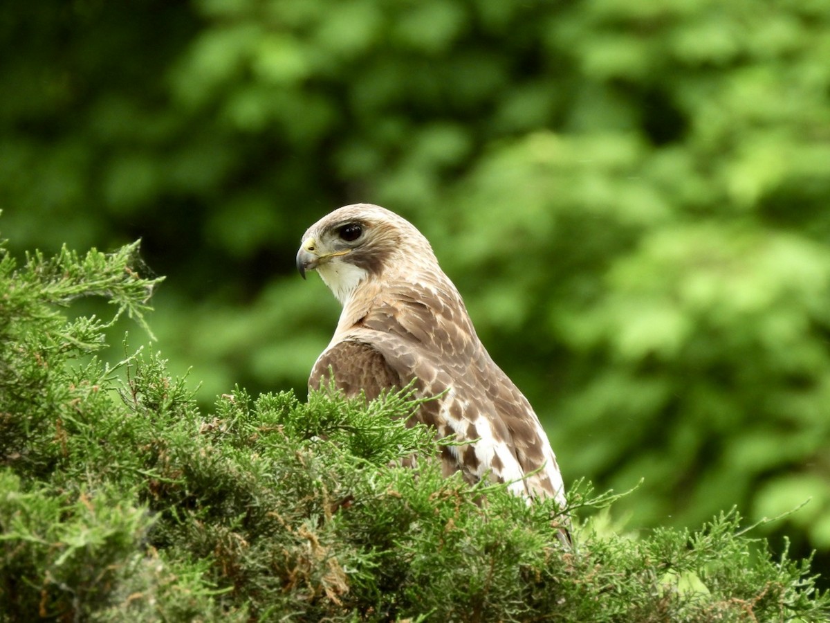 Red-tailed Hawk - Susan Lamberts