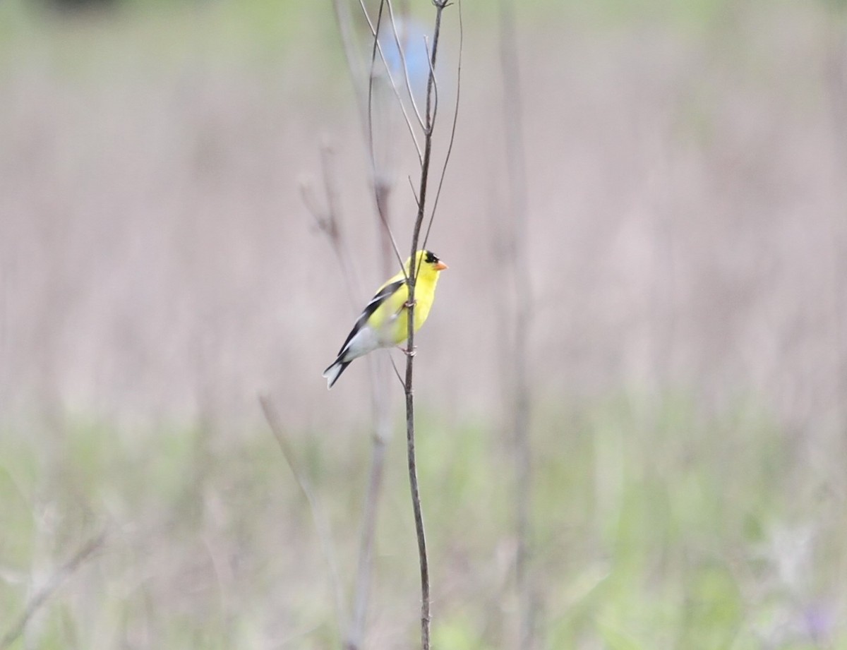 American Goldfinch - Jacob  Wyco