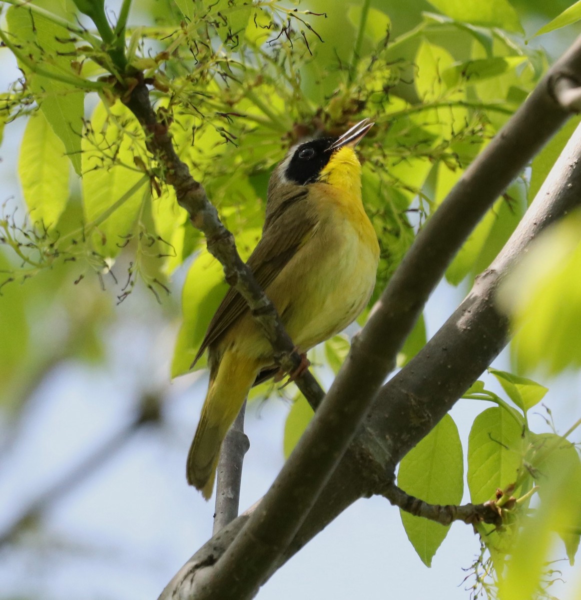 Common Yellowthroat - ML619351255