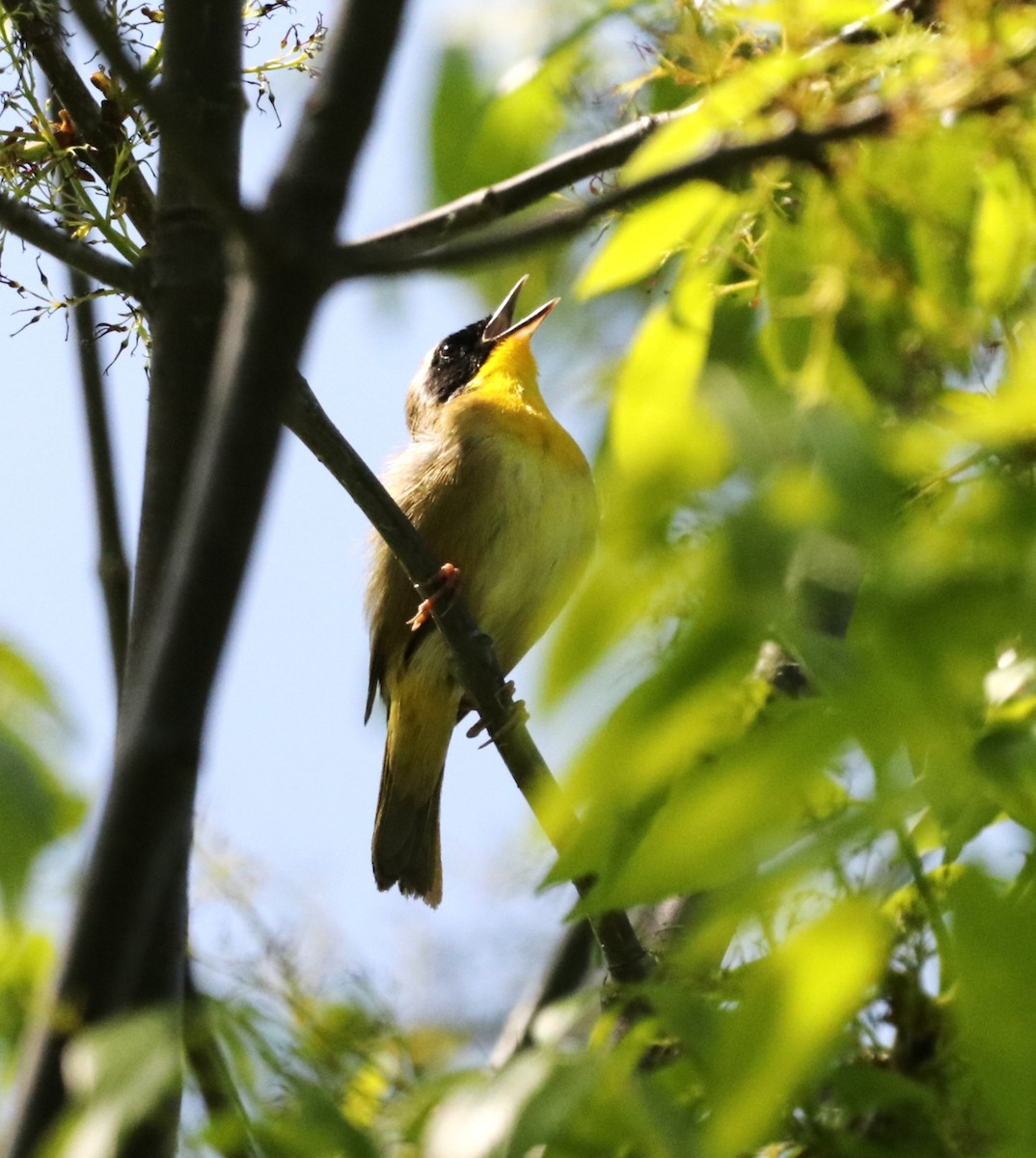 Common Yellowthroat - ML619351256