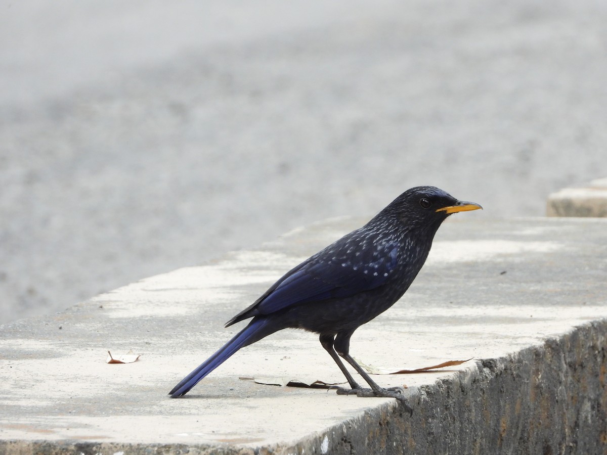 Blue Whistling-Thrush - Veda Nadendla