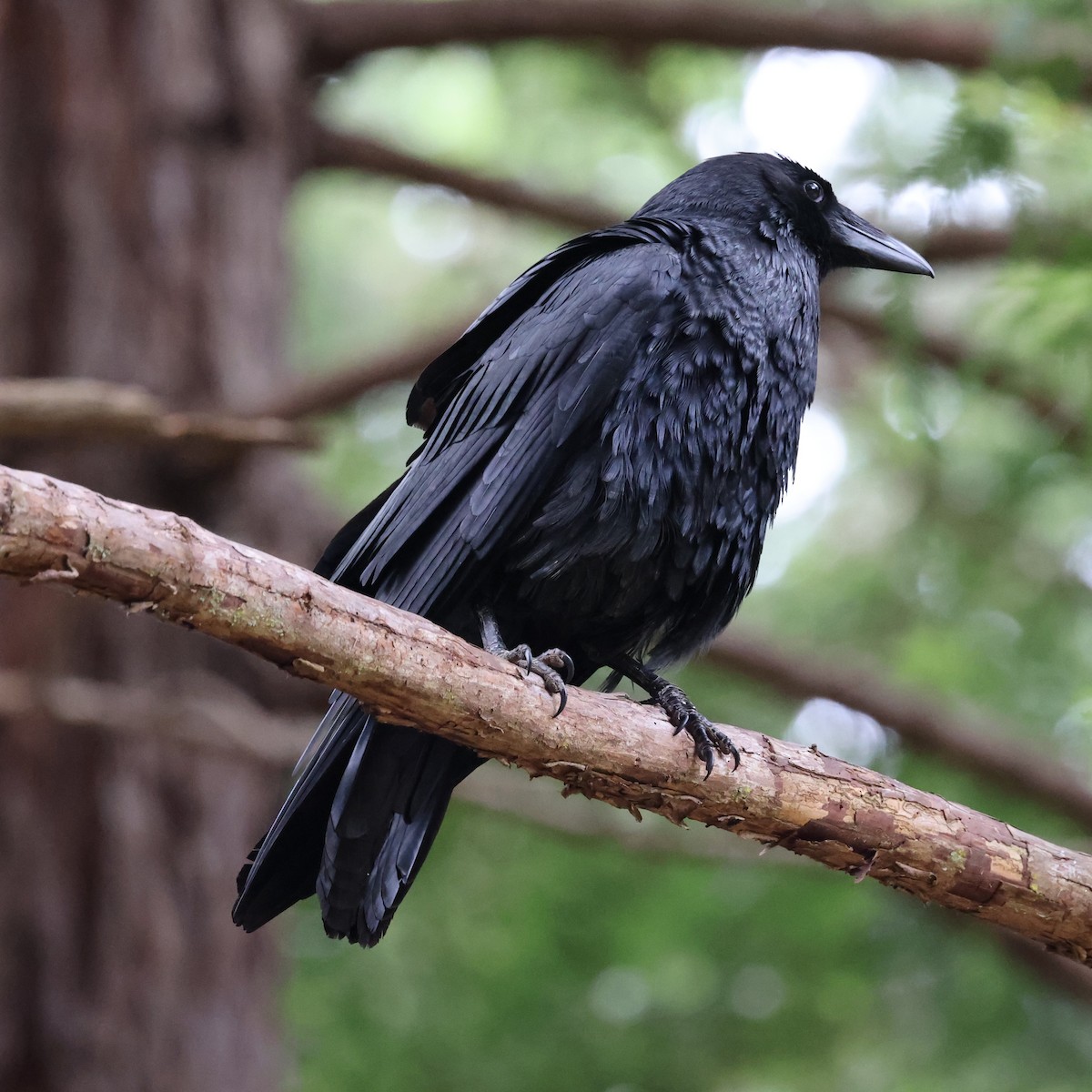 American Crow - WELLINGTON MACHADO