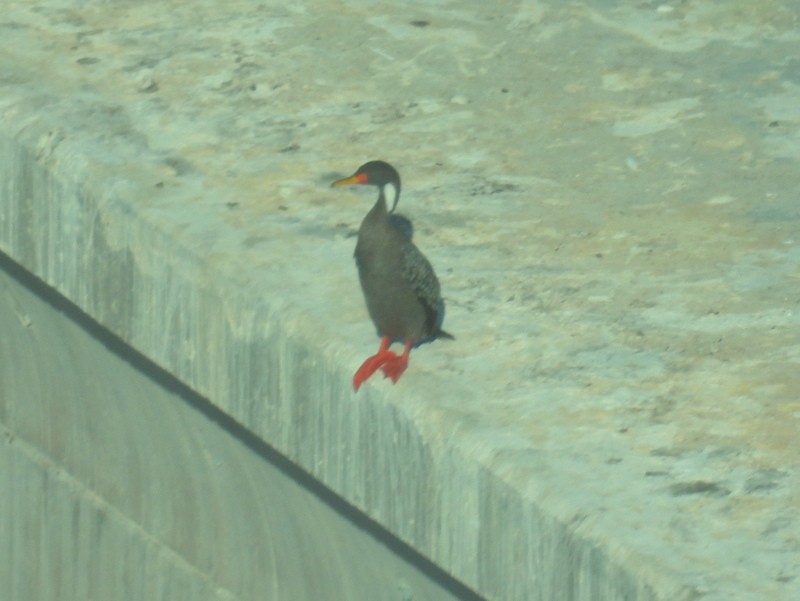 Red-legged Cormorant - bob butler