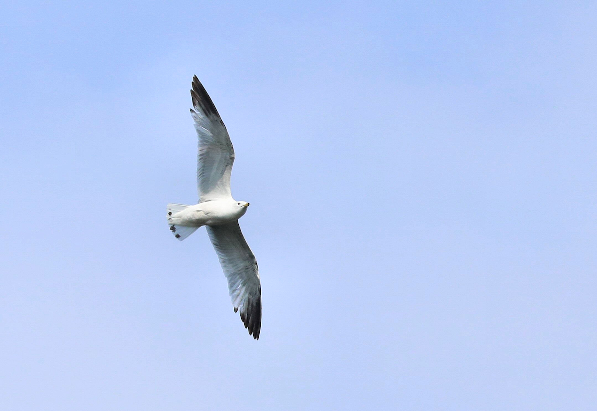 Ring-billed Gull - Grace Green