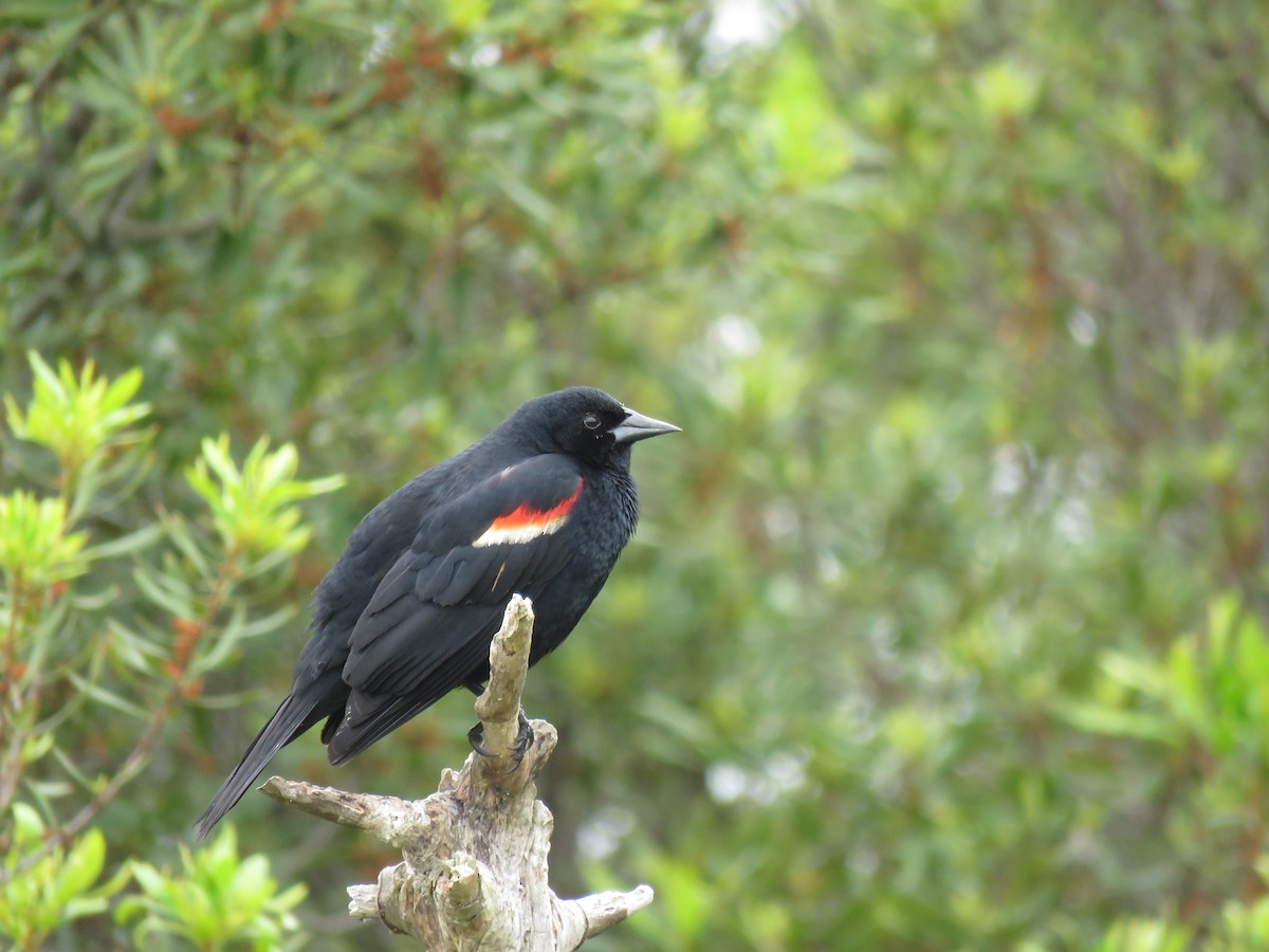 Red-winged Blackbird - ML619351270