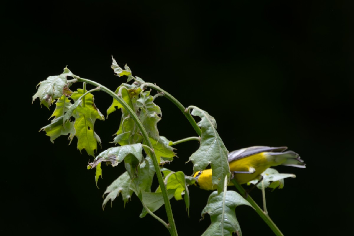 Blue-winged Warbler - Anand Ramachandran