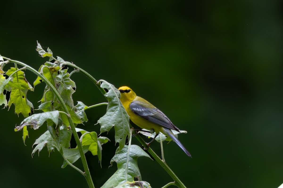 Blue-winged Warbler - Anand Ramachandran