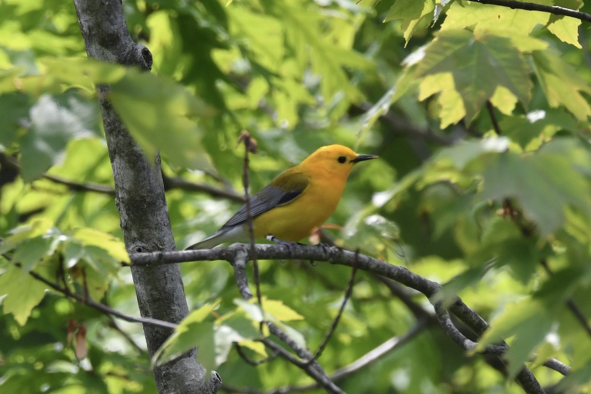 Prothonotary Warbler - Lauren Wadas