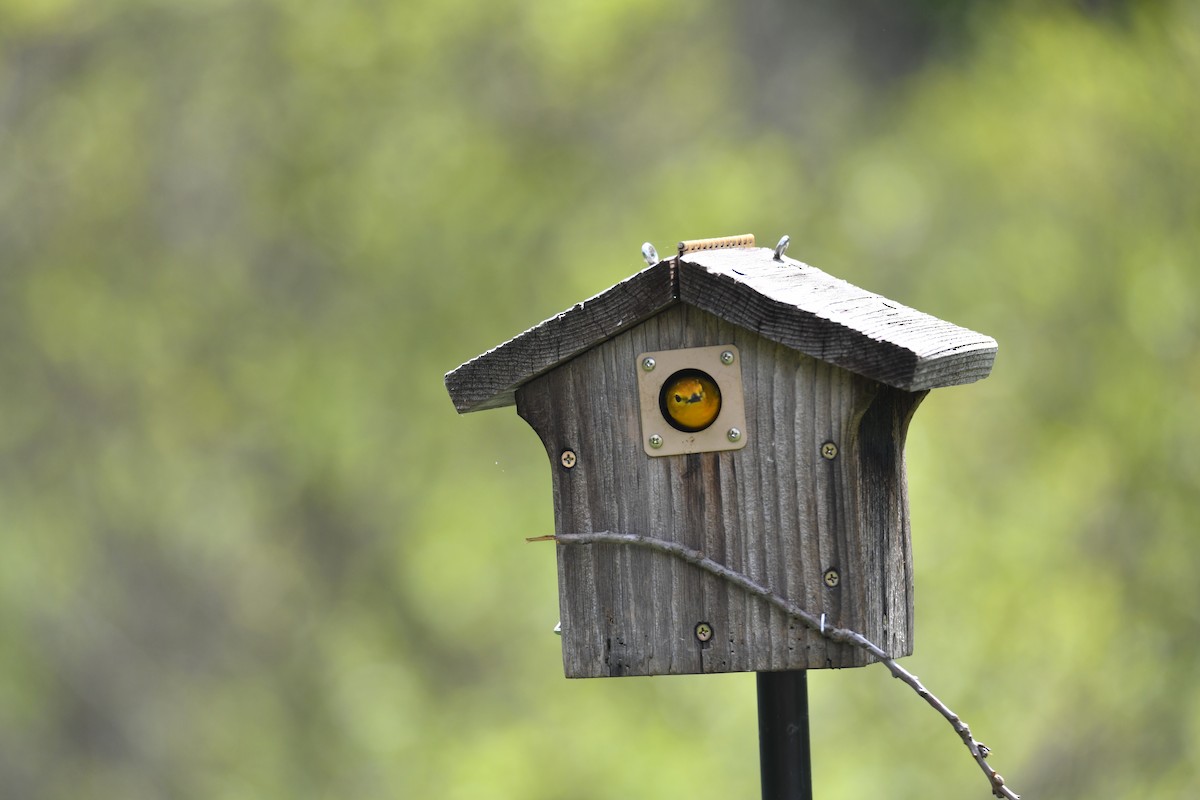 Prothonotary Warbler - Lauren Wadas