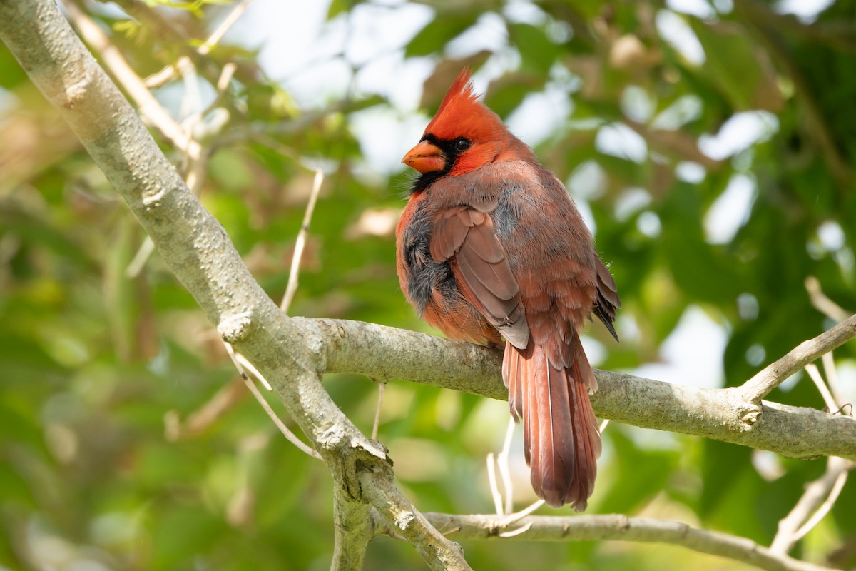 Northern Cardinal - Joren van Schie