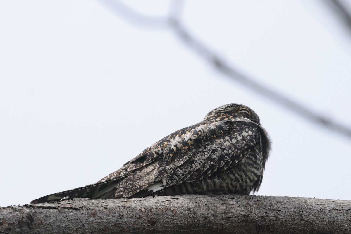 Common Nighthawk - Tim Lenz