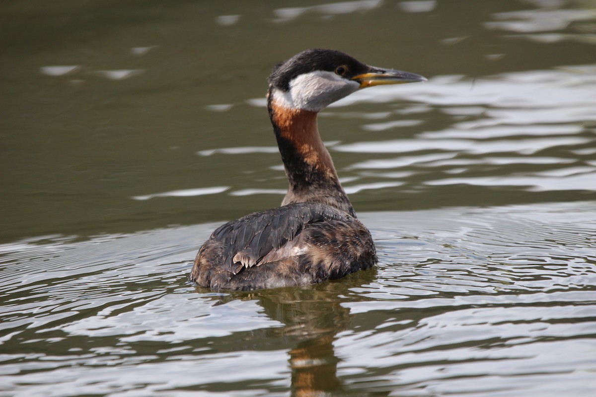 Red-necked Grebe - ML619351315
