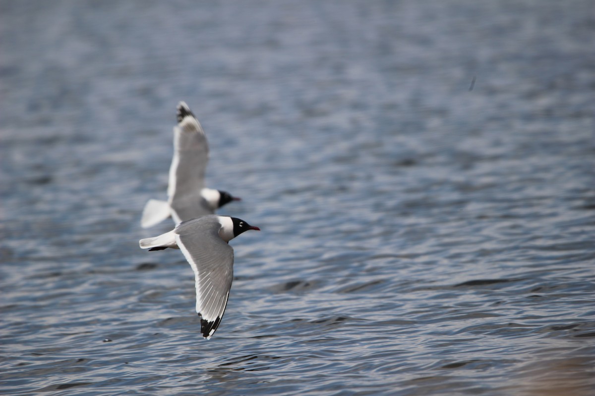 Franklin's Gull - Don Cassidy