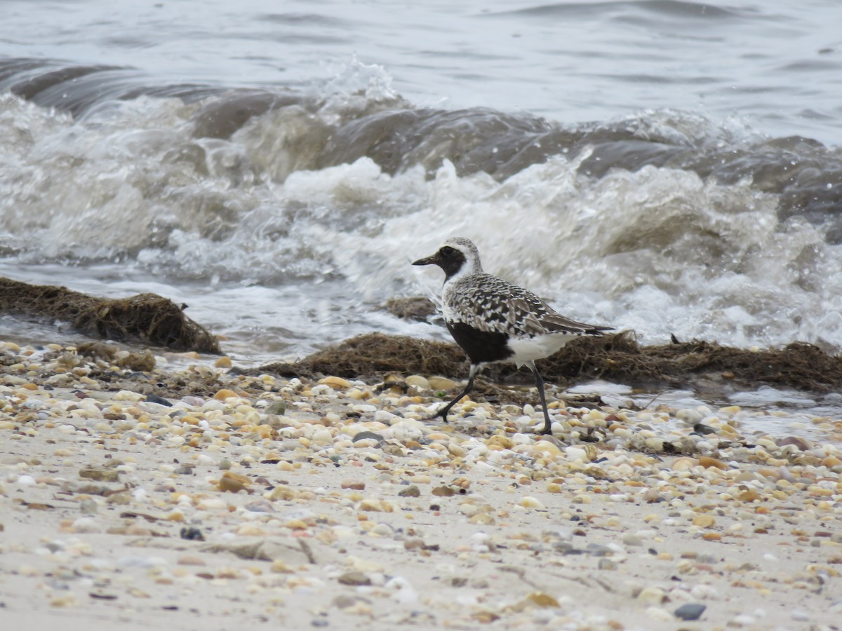 Black-bellied Plover - ML619351330