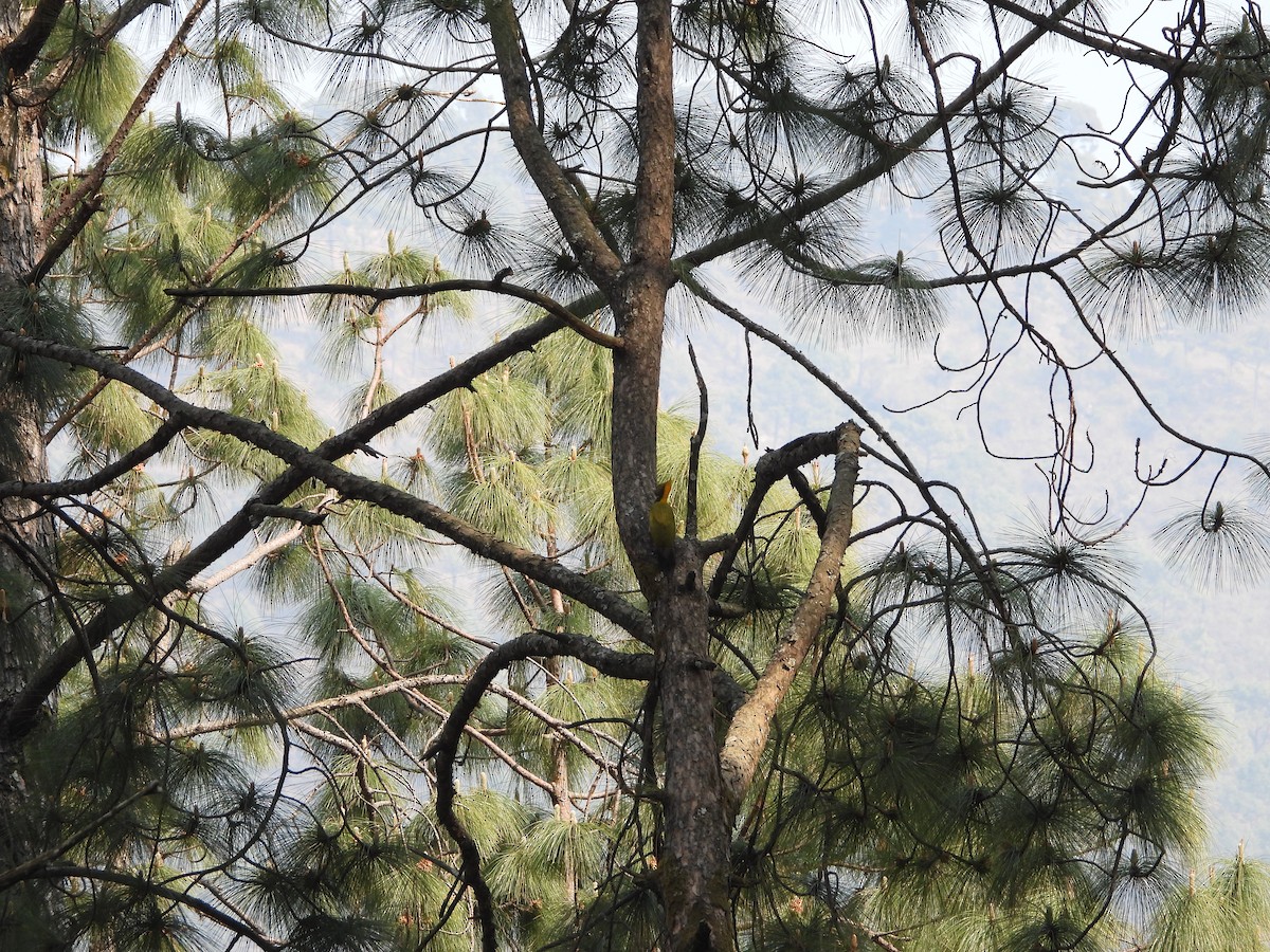 Greater Yellownape - Veda Nadendla