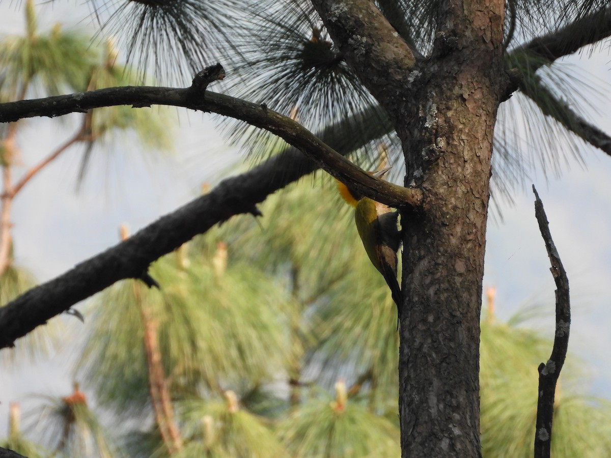 Greater Yellownape - Veda Nadendla