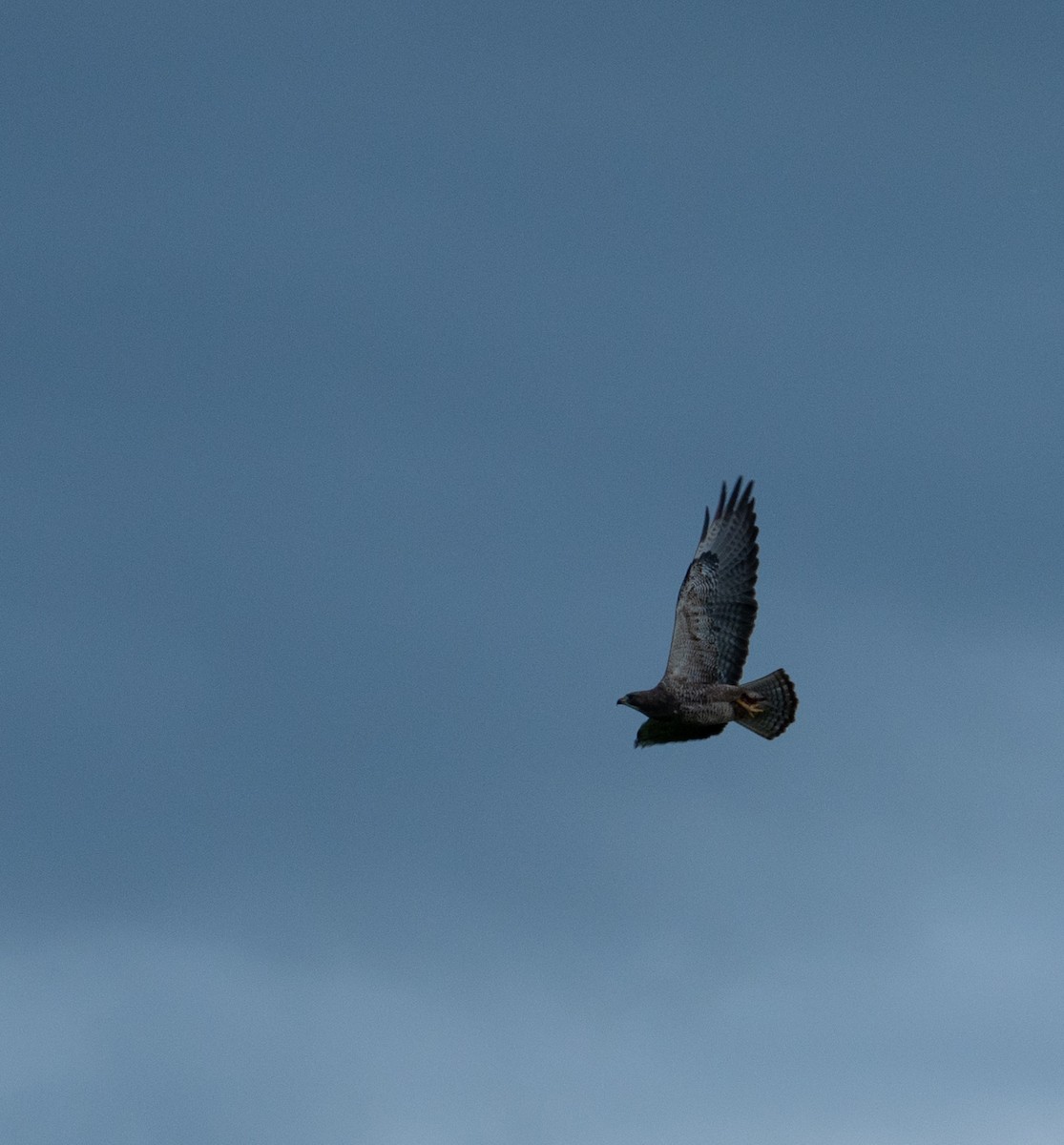 Swainson's Hawk - Nathan Thokle