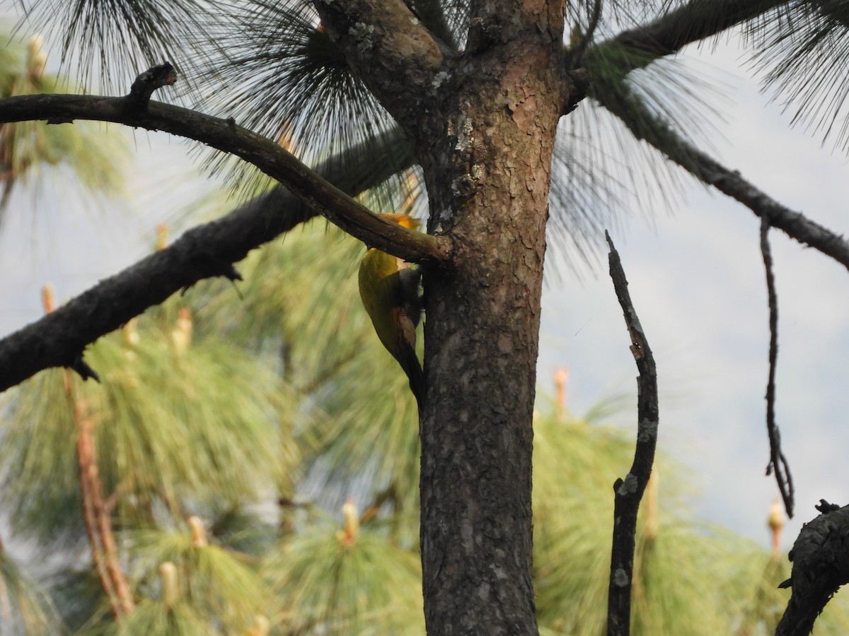 Greater Yellownape - Veda Nadendla