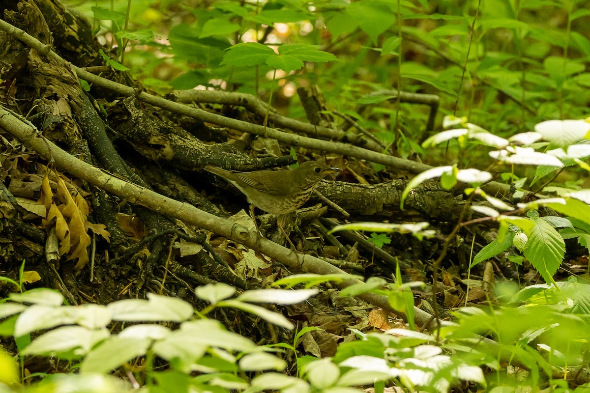 Gray-cheeked Thrush - Paul Bloemendal