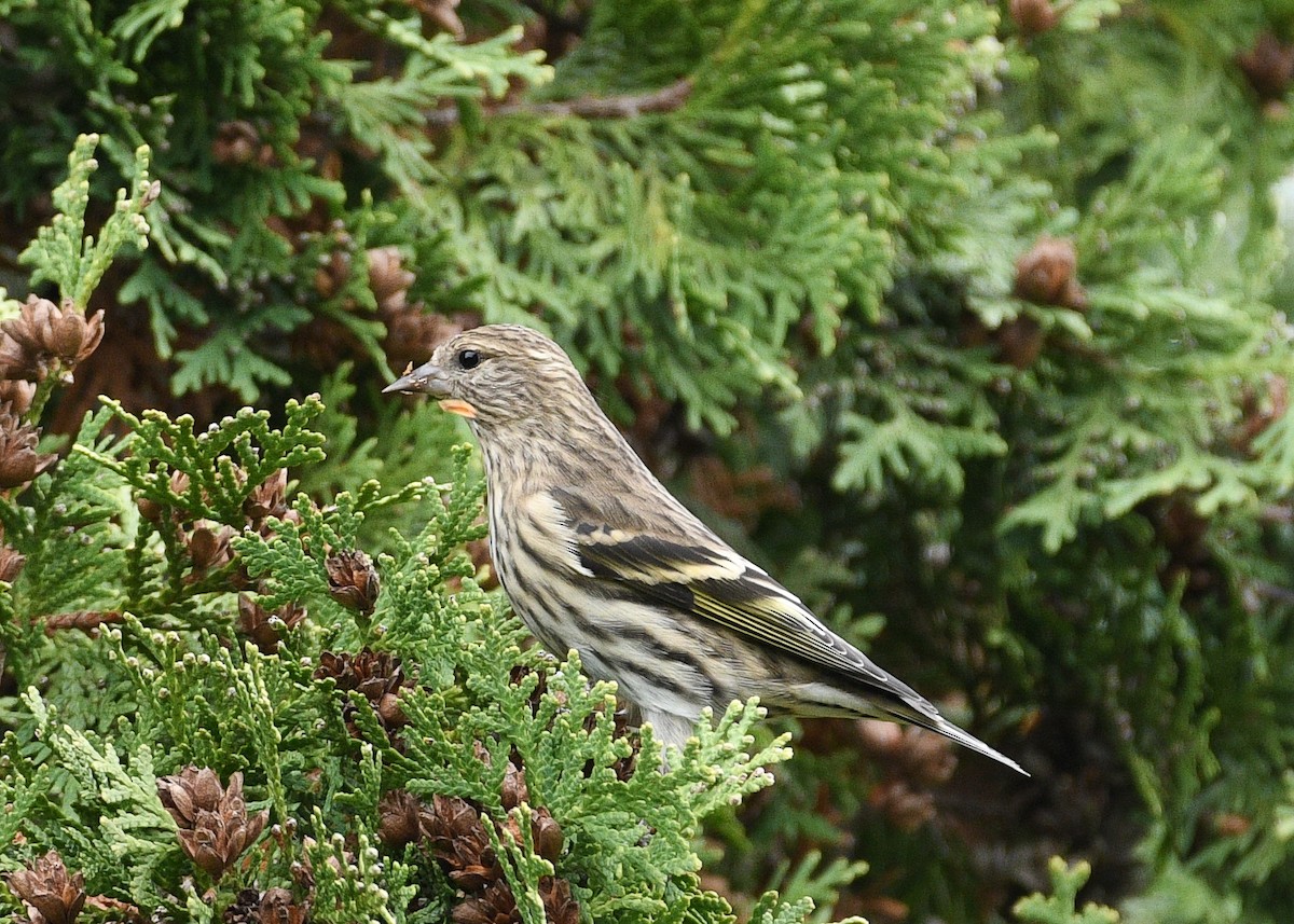 Pine Siskin - ML619351385