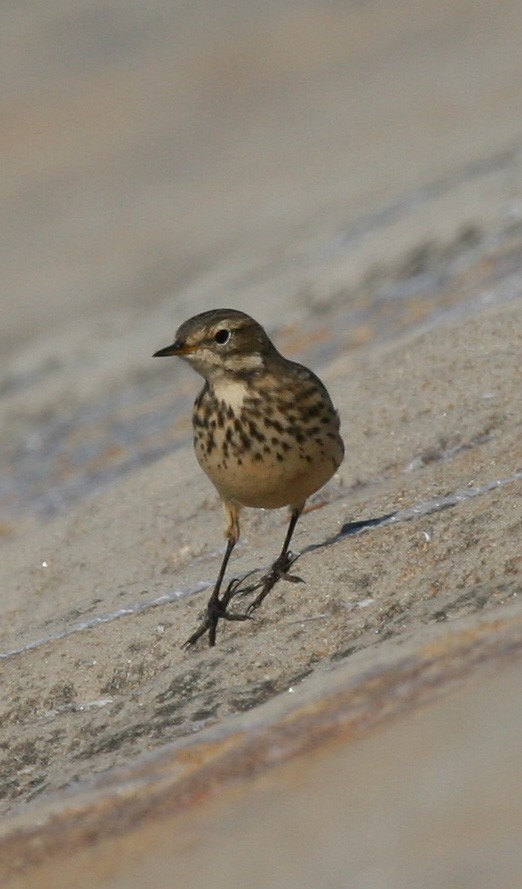 American Pipit - Rachel Holzman