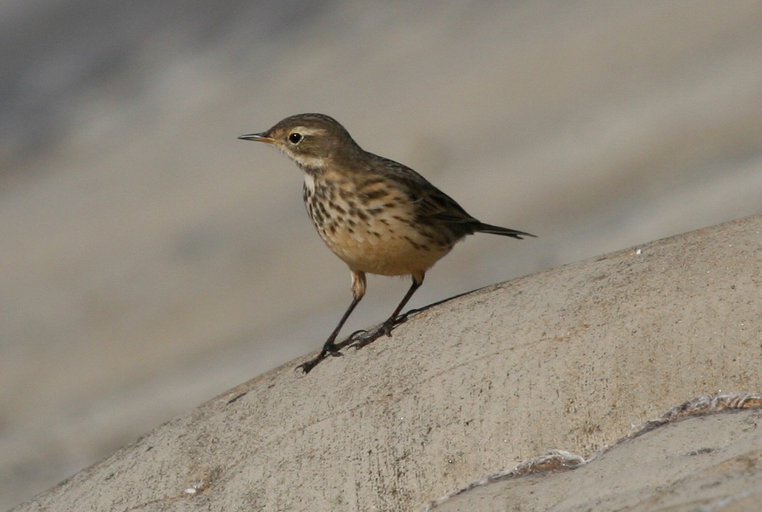 American Pipit - Rachel Holzman