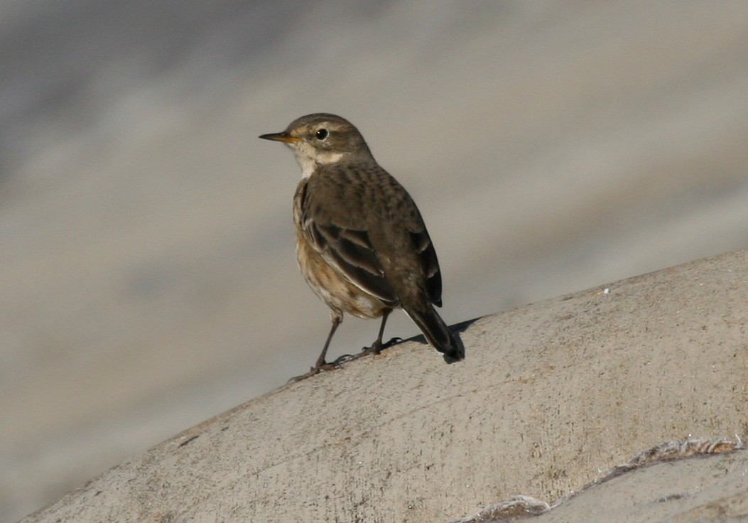 American Pipit - Rachel Holzman