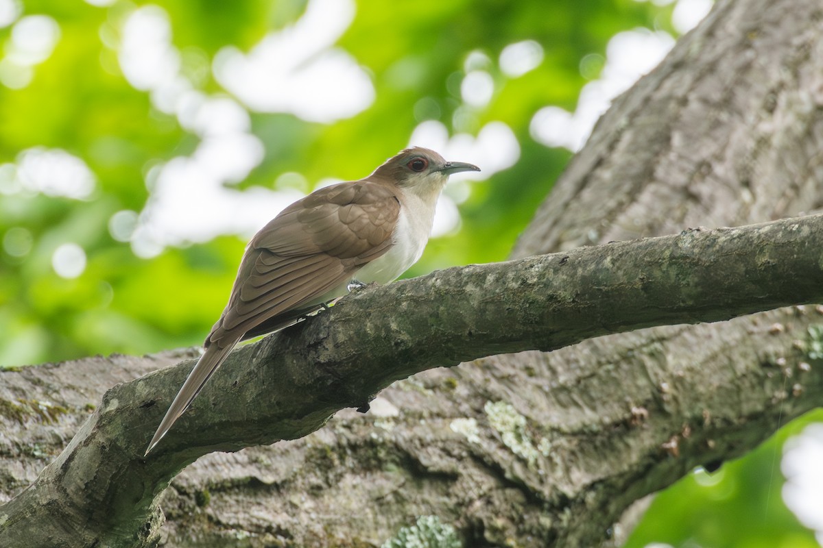 Black-billed Cuckoo - Cody Limber