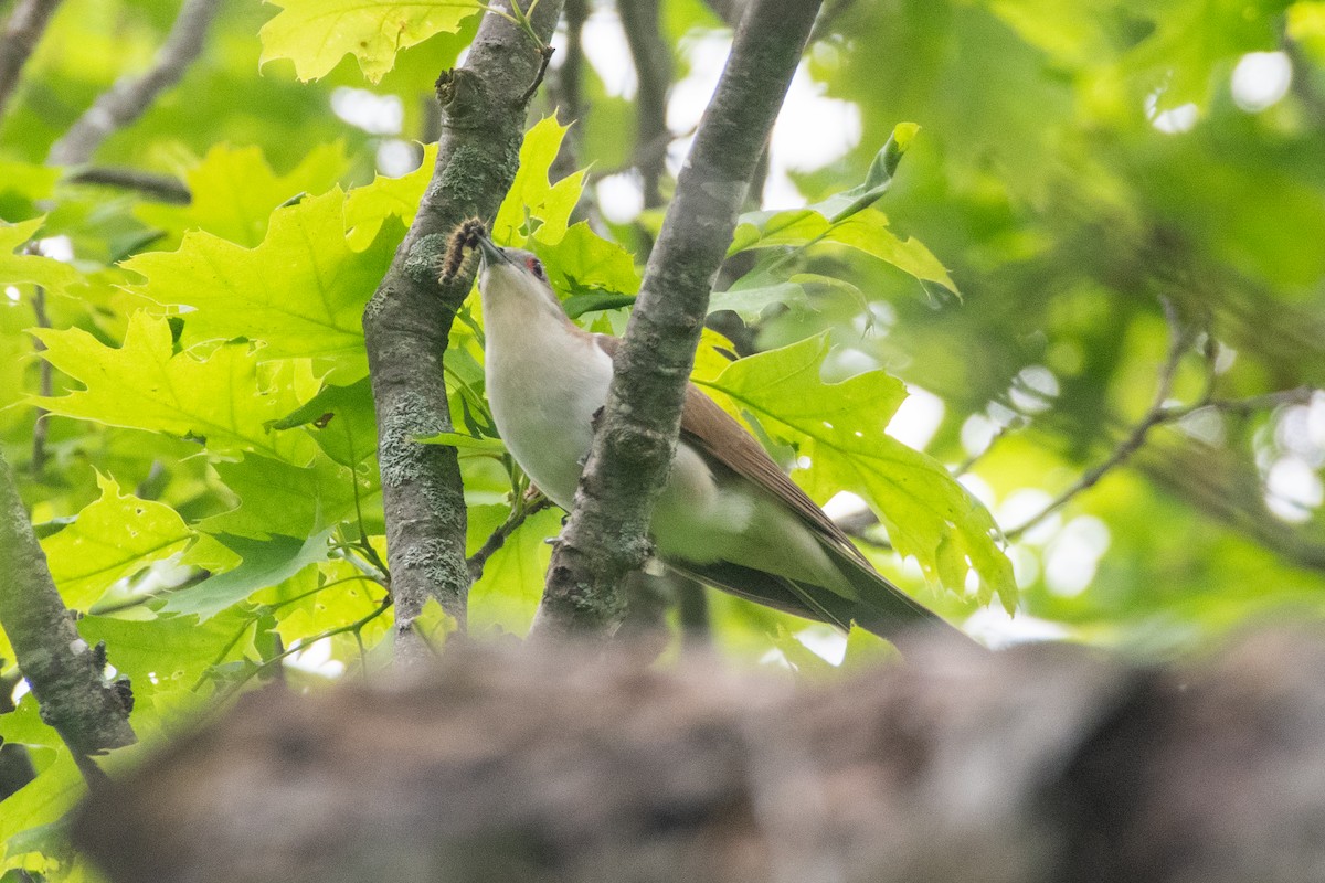 Black-billed Cuckoo - Cody Limber