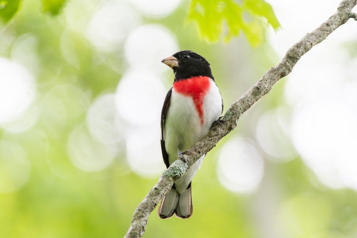 Rose-breasted Grosbeak - Cody Limber