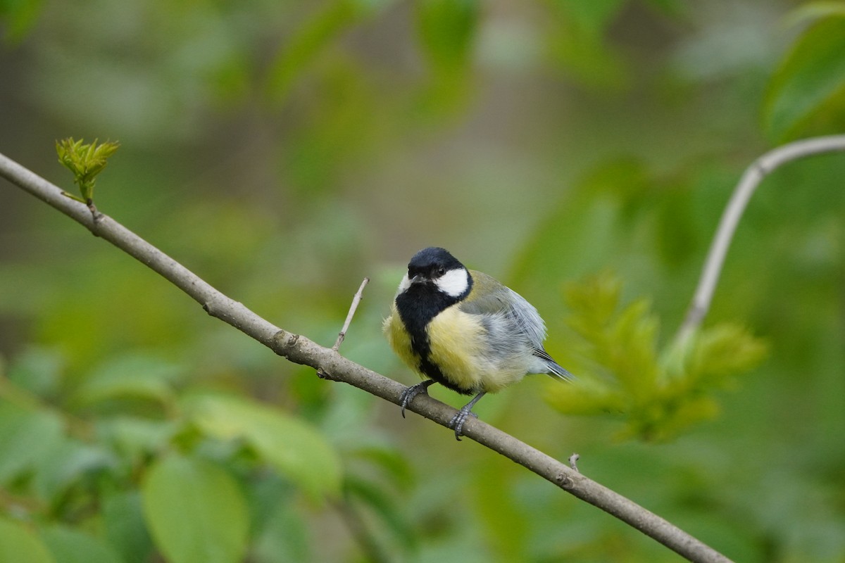 Great Tit - ML619351423