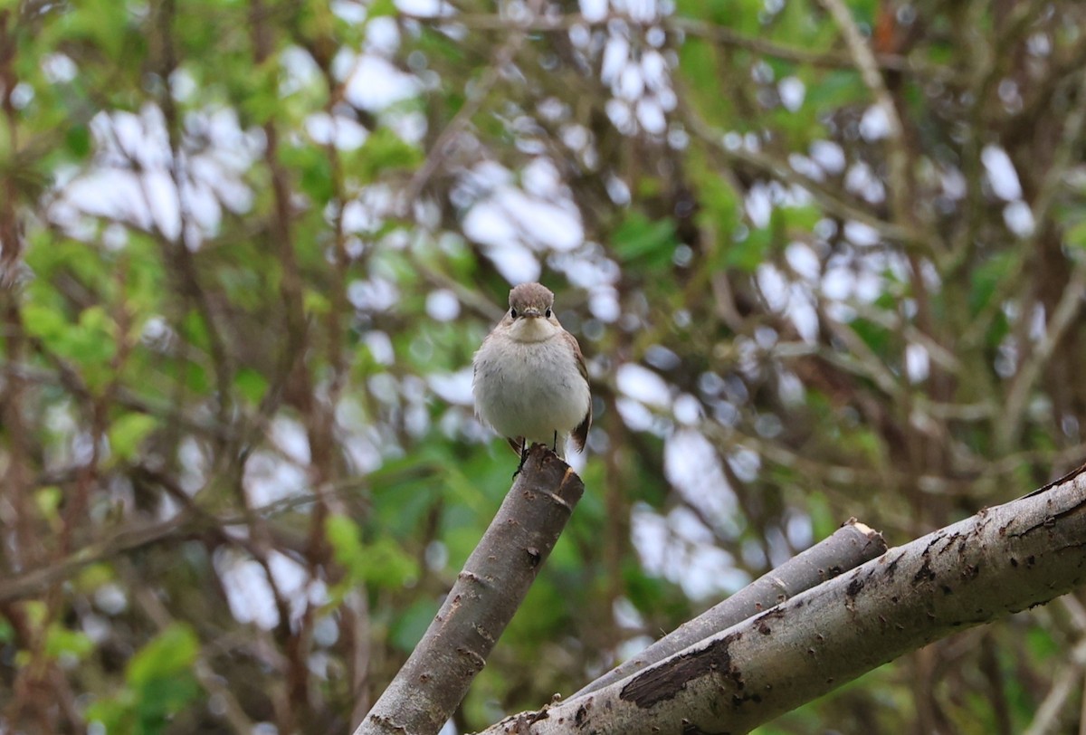 Red-breasted Flycatcher - Simon Pinder