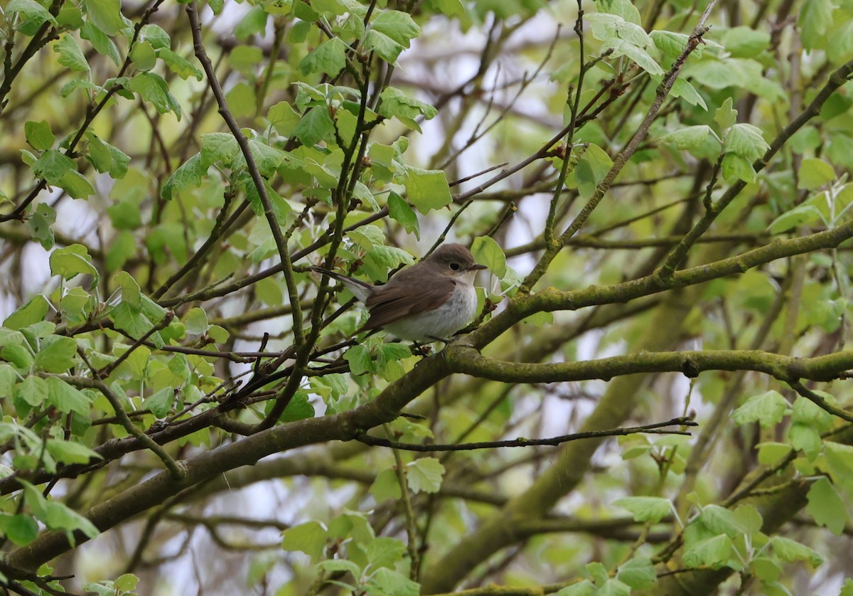 Red-breasted Flycatcher - Simon Pinder