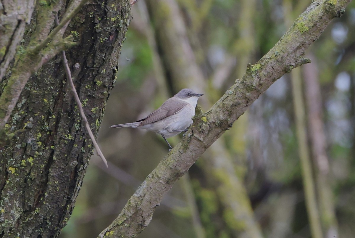 Lesser Whitethroat - Simon Pinder