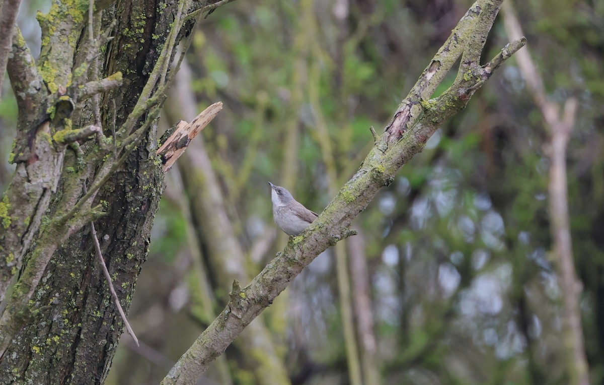 Lesser Whitethroat - Simon Pinder