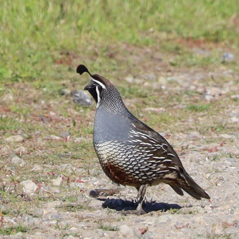 California Quail - Leo ONeill