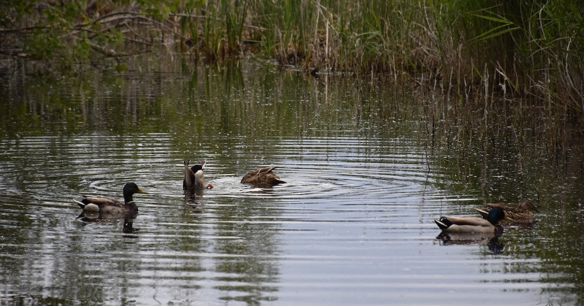 Mallard - José Ángel Antúnez