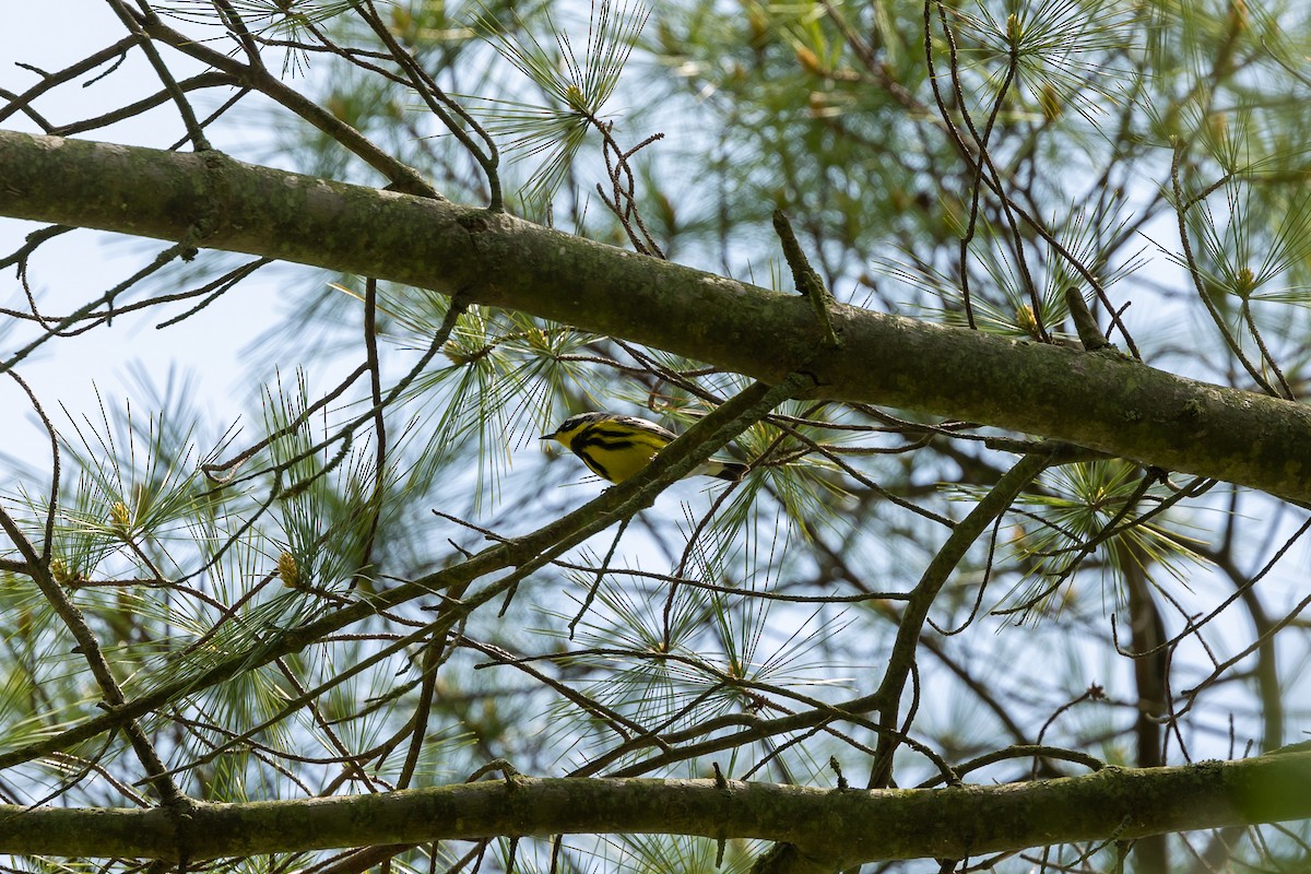 Magnolia Warbler - Paul Bloemendal