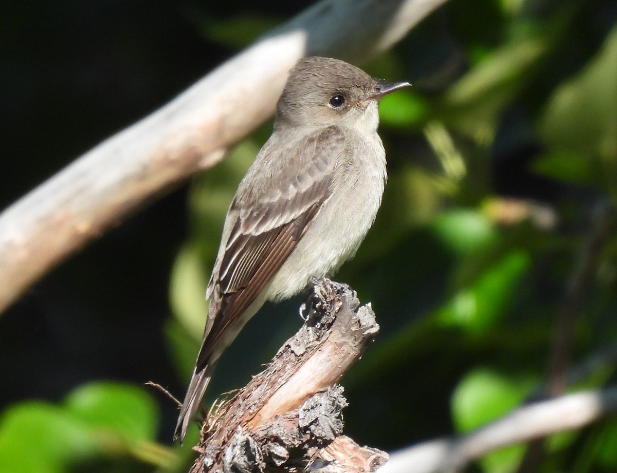 Western Wood-Pewee - Ron Youngs