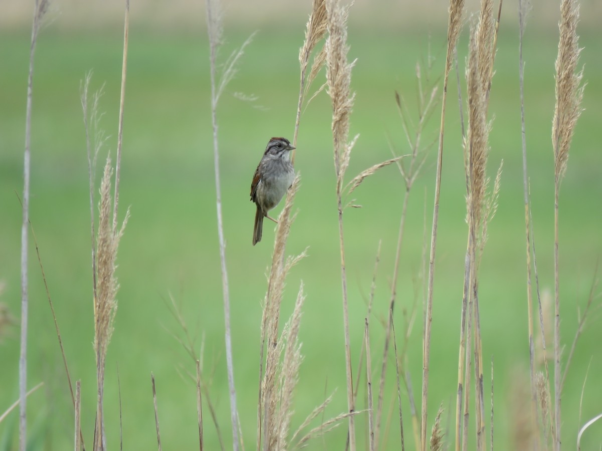 Swamp Sparrow - ML619351472