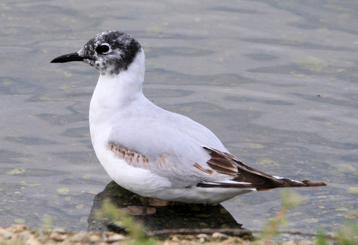 Bonaparte's Gull - Stephen Dault