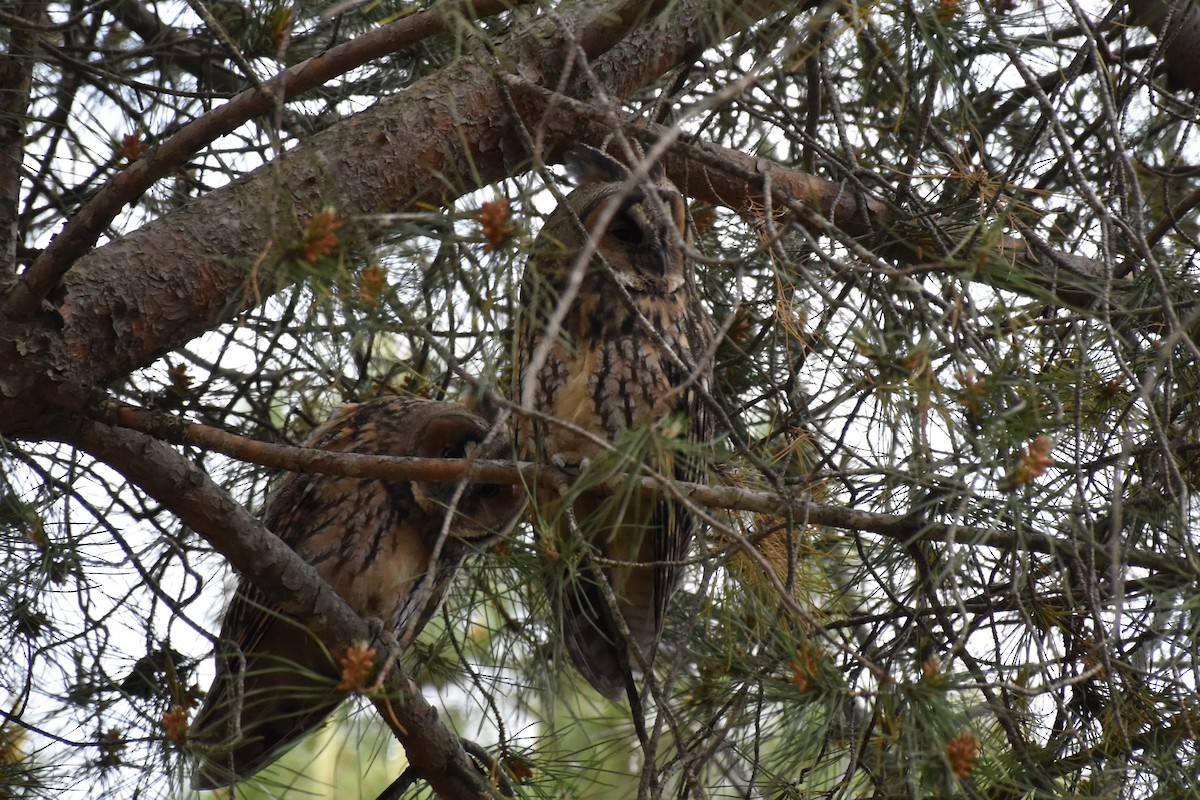 Long-eared Owl - ML619351487