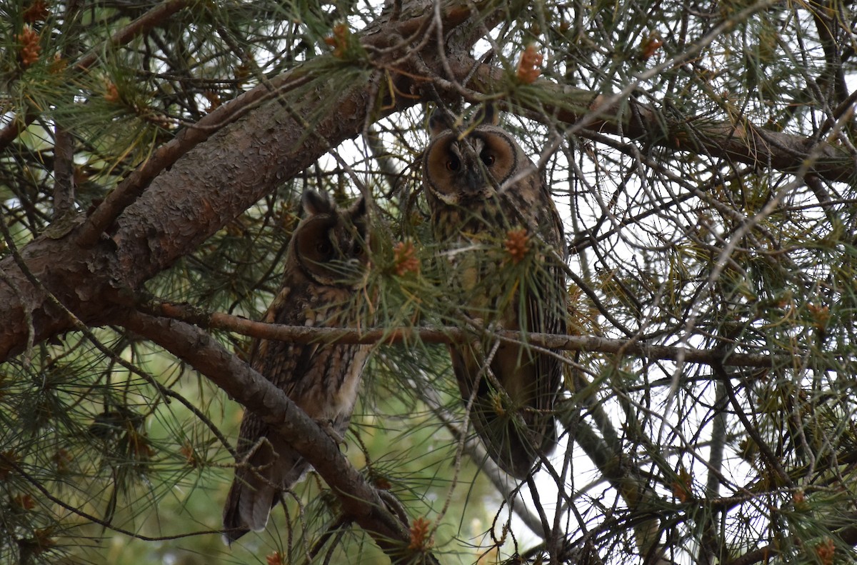 Long-eared Owl - ML619351496